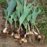 When to dig and plant tulips