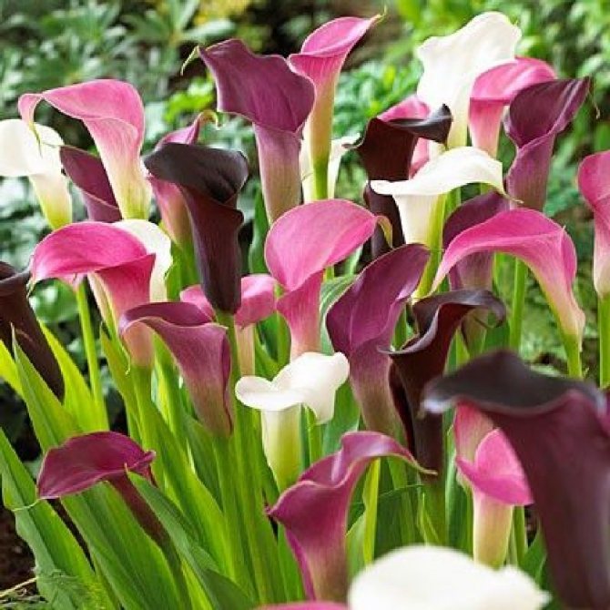 When to dig up calla lilies in the fall