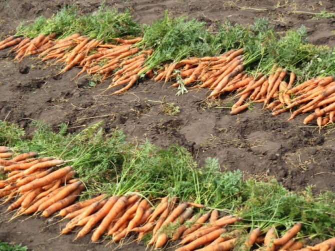 кога да копаем моркови