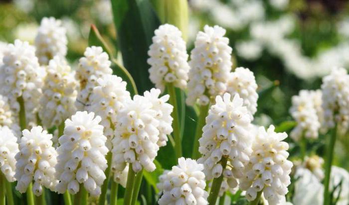 when to dig out the muscari