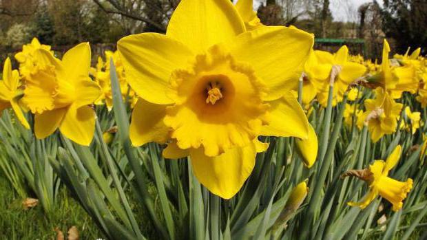 when to dig up daffodils and how to store