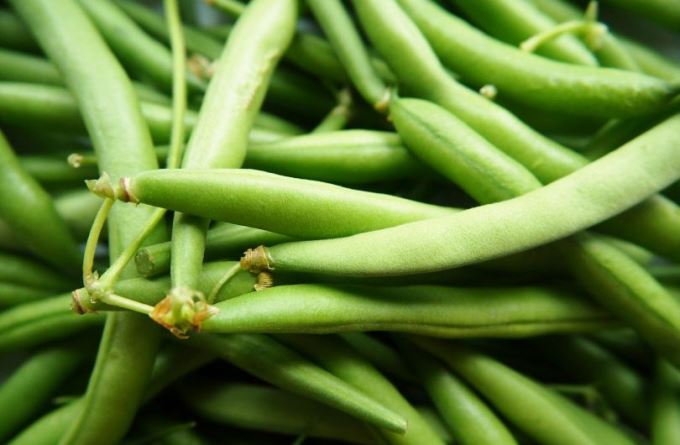 When to expect an asparagus bean harvest