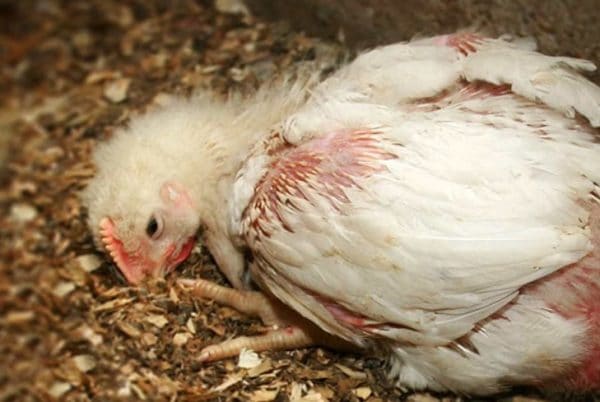 Coccidios är ledande bland parasitiska sjukdomar inom fjäderfäuppfödning