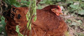 Кокцидиоза при пилета: симптоми и лечение на пилета у дома