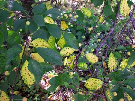 Cherry coccomycosis - pangunahing mga sintomas at sanhi ng pagkasira ng halaman