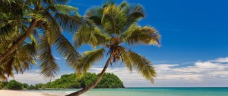 Kokosová palma je silný strom, který žije více než 100 let