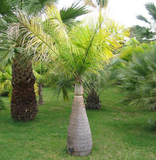 palmier de nuca de cocos