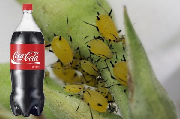 Cola mula sa aphids