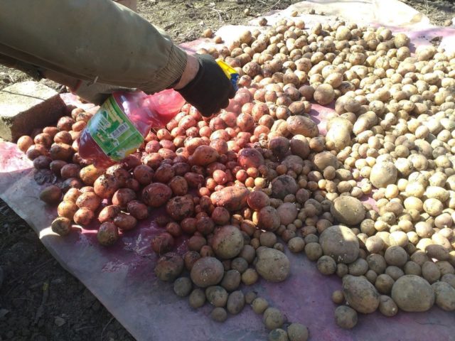 Пръстенно гниене на картофи: снимка, описание и лечение