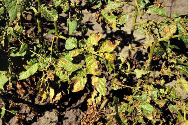 Ring rot of potatoes: measures to combat bacterial disease, description and treatment