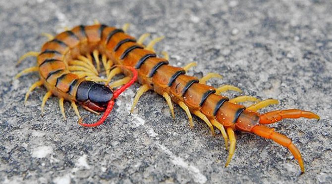 Centipede inelat - fotografie