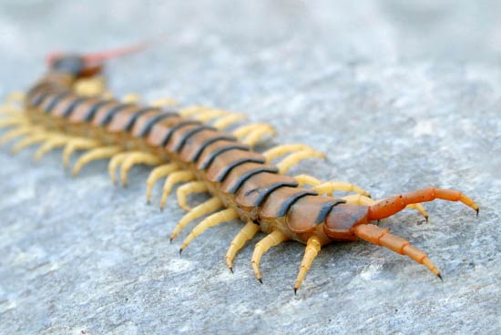 Ringed centipede