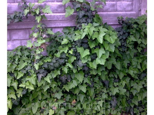 Colchis ivy menakluki tembok bata dengan pucuknya yang panjang