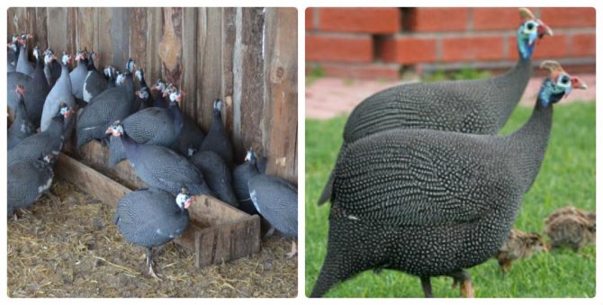 A collective meal of guinea fowls