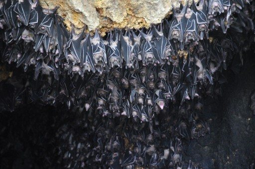 kolonie netopýrů