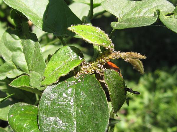 Колония от листни въшки на храста Cotoneaster