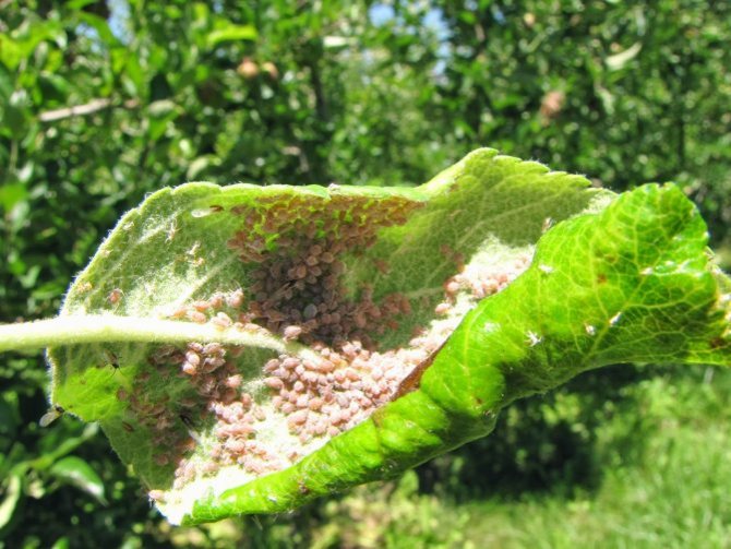 Aphid colony