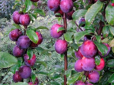 Columar plum