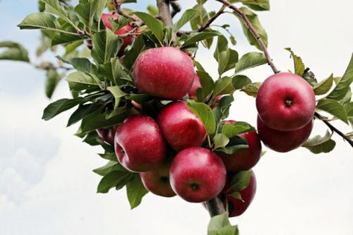 Kolonn äppelträd Cheburashka. Beskrivning av kolumnerade sorter av äppelträd
