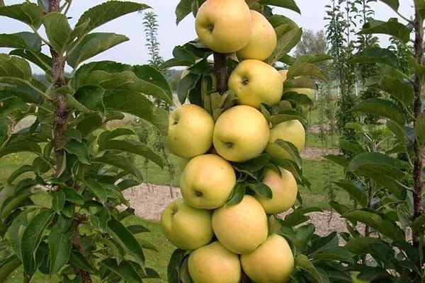 măr de coloană în grădină