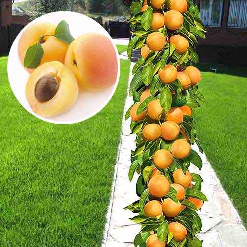 haligi aprikot