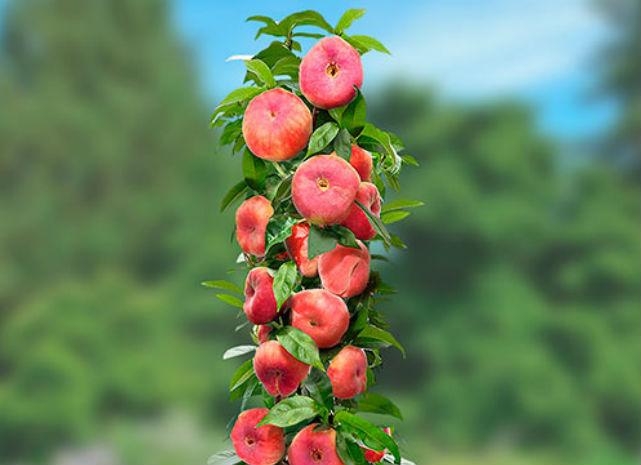 kolonnfärgad persika