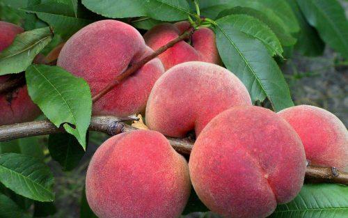 columnar peach