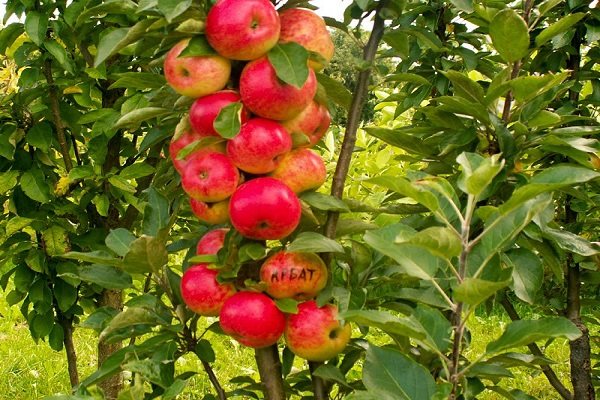 أشجار التفاح العمودي