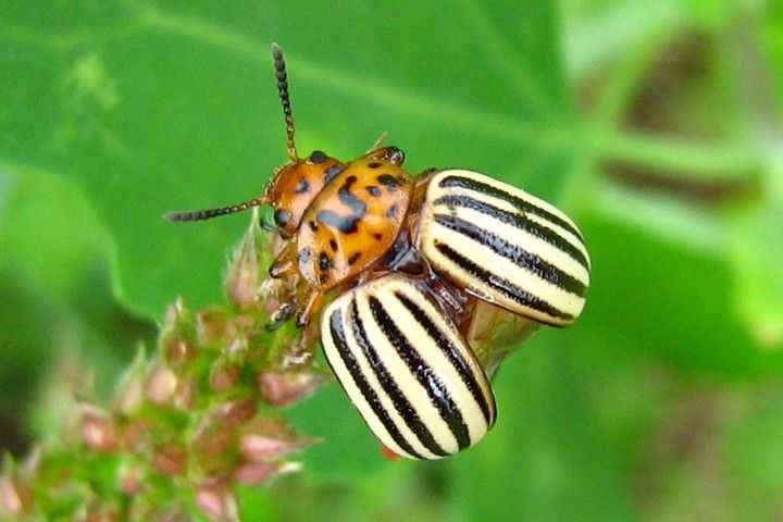 Kumbang kentang Colorado