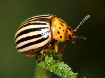 Beetle ng Colorado