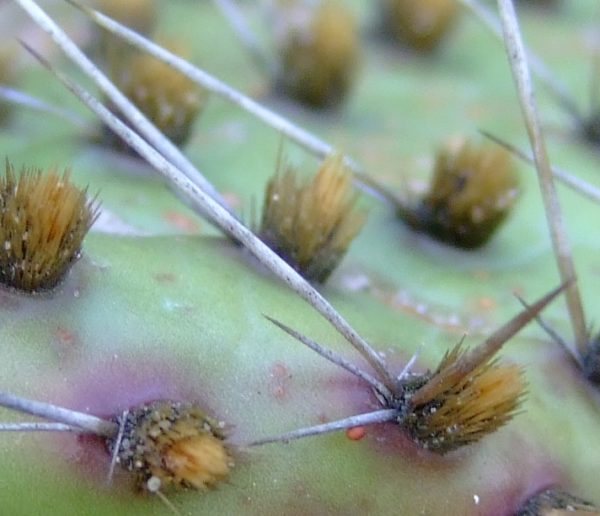 Prickly pear spines.