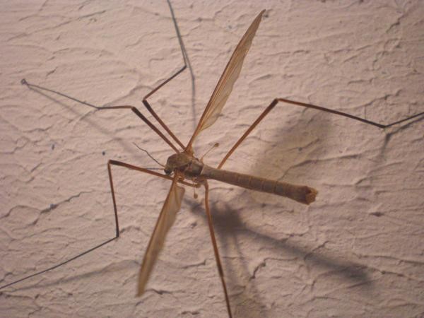 Дългокрак комар: как изглежда и опасен ли е?