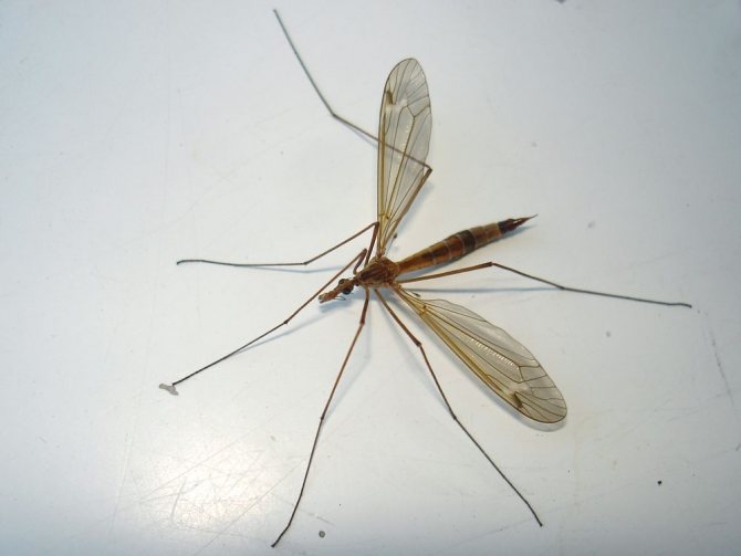 Дългокрак комар: как изглежда и опасен ли е?