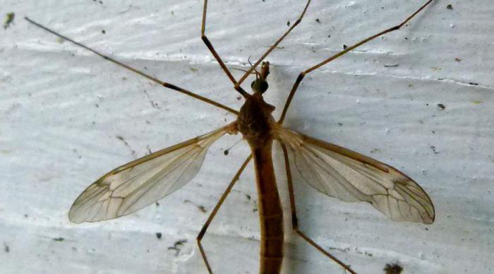 Дългокрак комар описание, снимка. Опасна ли е карамората за хората
