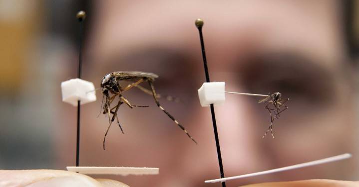 Långbenad myggbeskrivning, foto. Är caramora farligt för människor