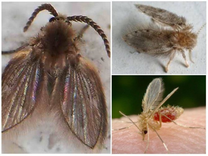 Descriere țânțar cu picioare lungi, fotografie. Este caramora periculoasă pentru oameni