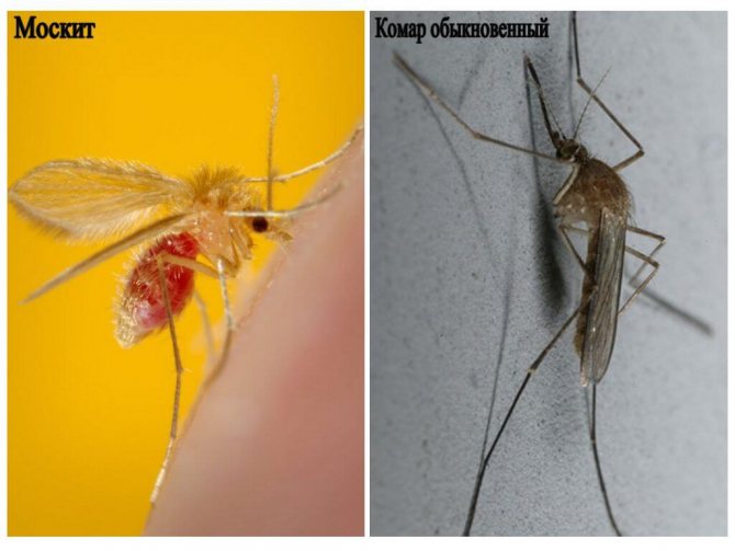 Huraian nyamuk berkaki panjang, foto. Adakah karamora berbahaya bagi manusia