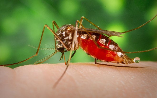 Ukąszenia komarów