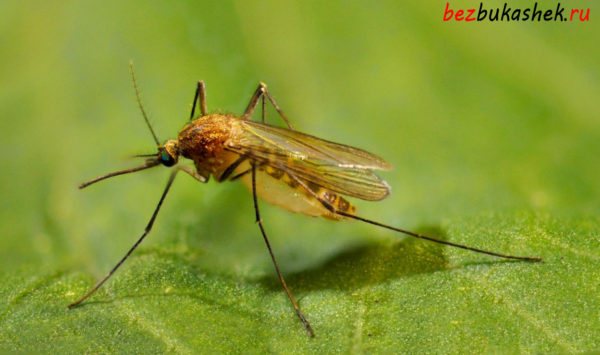 Common mosquito