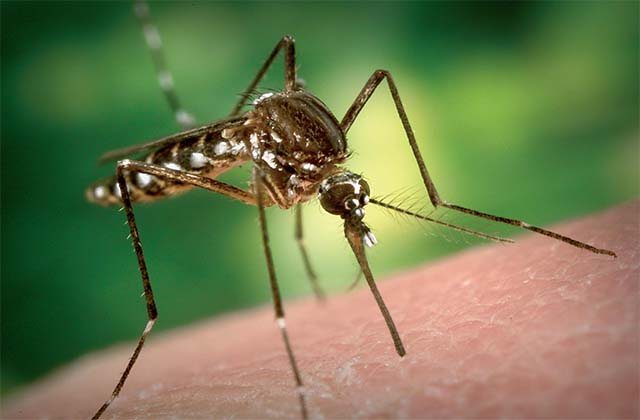 יתוש יושב על העור