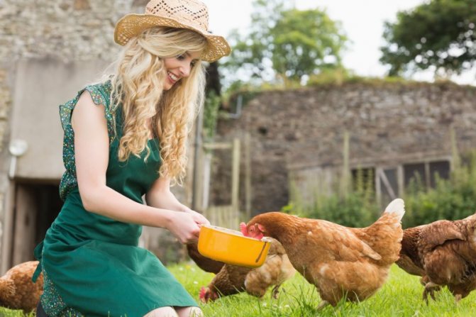 Do-it-yourself compound feed for laying hens: recipes and cooking procedure!