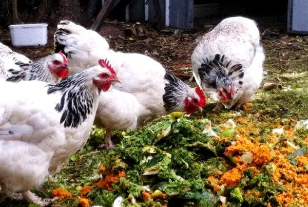 Hrană compusă pentru găinile ouătoare: rețete și procedură de gătit!