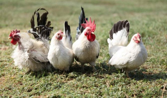Foderblandningar för kycklingar