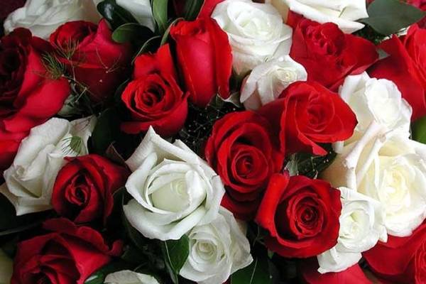 Комбинацията от червени и бели рози е израз на хармония и единство в любовта
