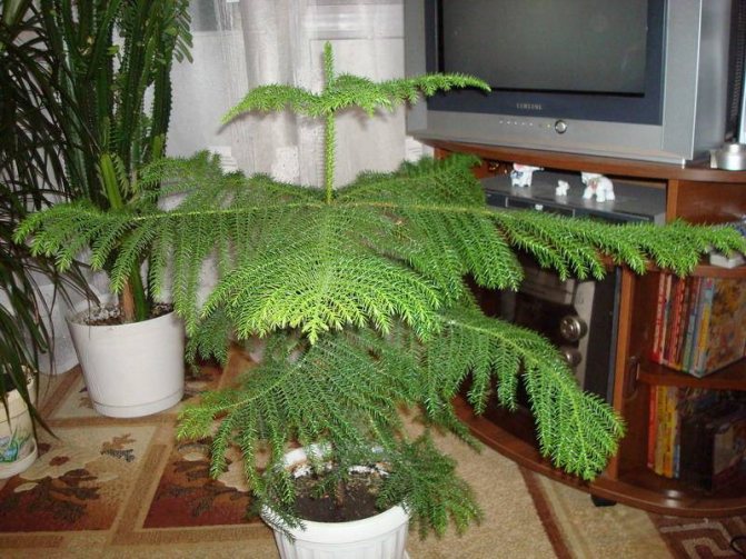 Indoor spruce - araucaria