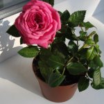 Indoor rose