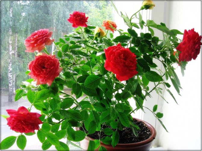 Indoor rose