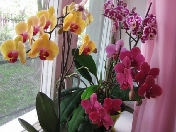 Cum să aveți grijă de o orhidee acasă după cumpărare - transplant, udare, fertilizare, reproducere și controlul dăunătorilor
