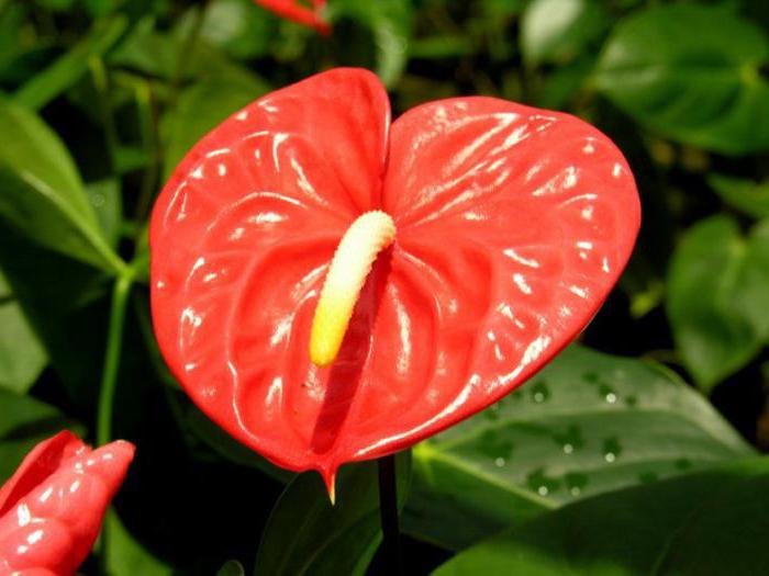 стайно растение с червени цветя