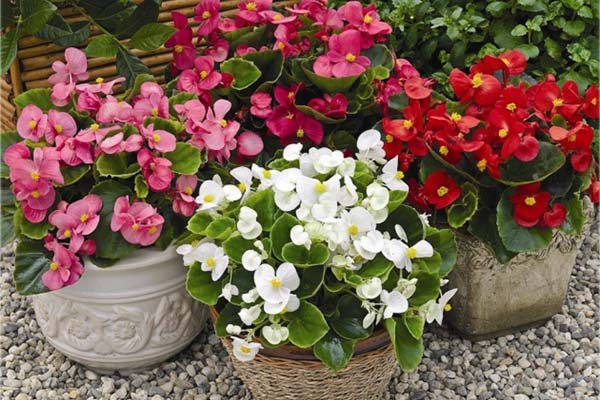 indoor flowers blooming all year round - begonia